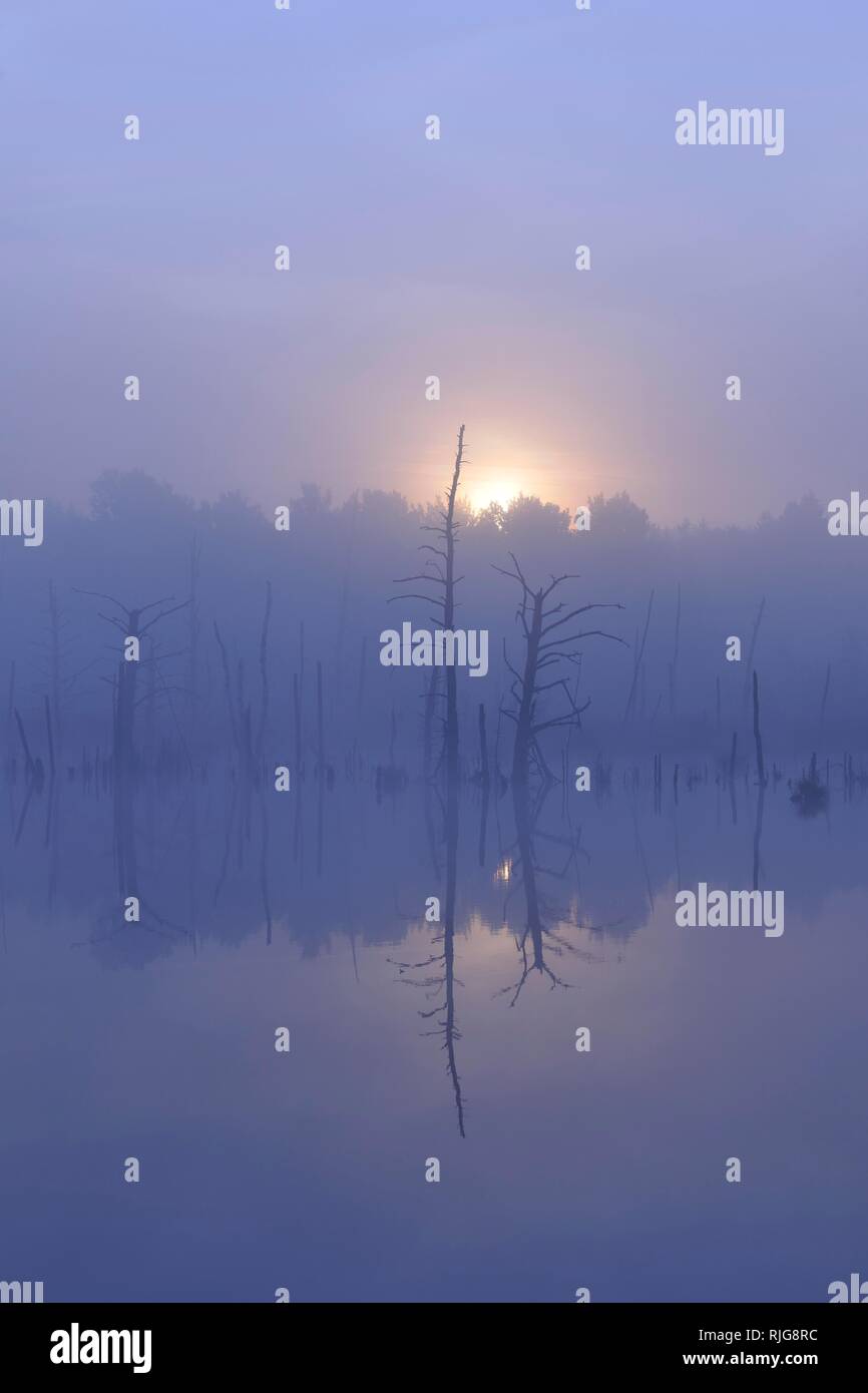 Réserve naturelle de moss Schwenninger, brouillard au lever du soleil, Neckar printemps, Villingen-Schwenningen, Forêt-Noire, Bade-Wurtemberg Banque D'Images