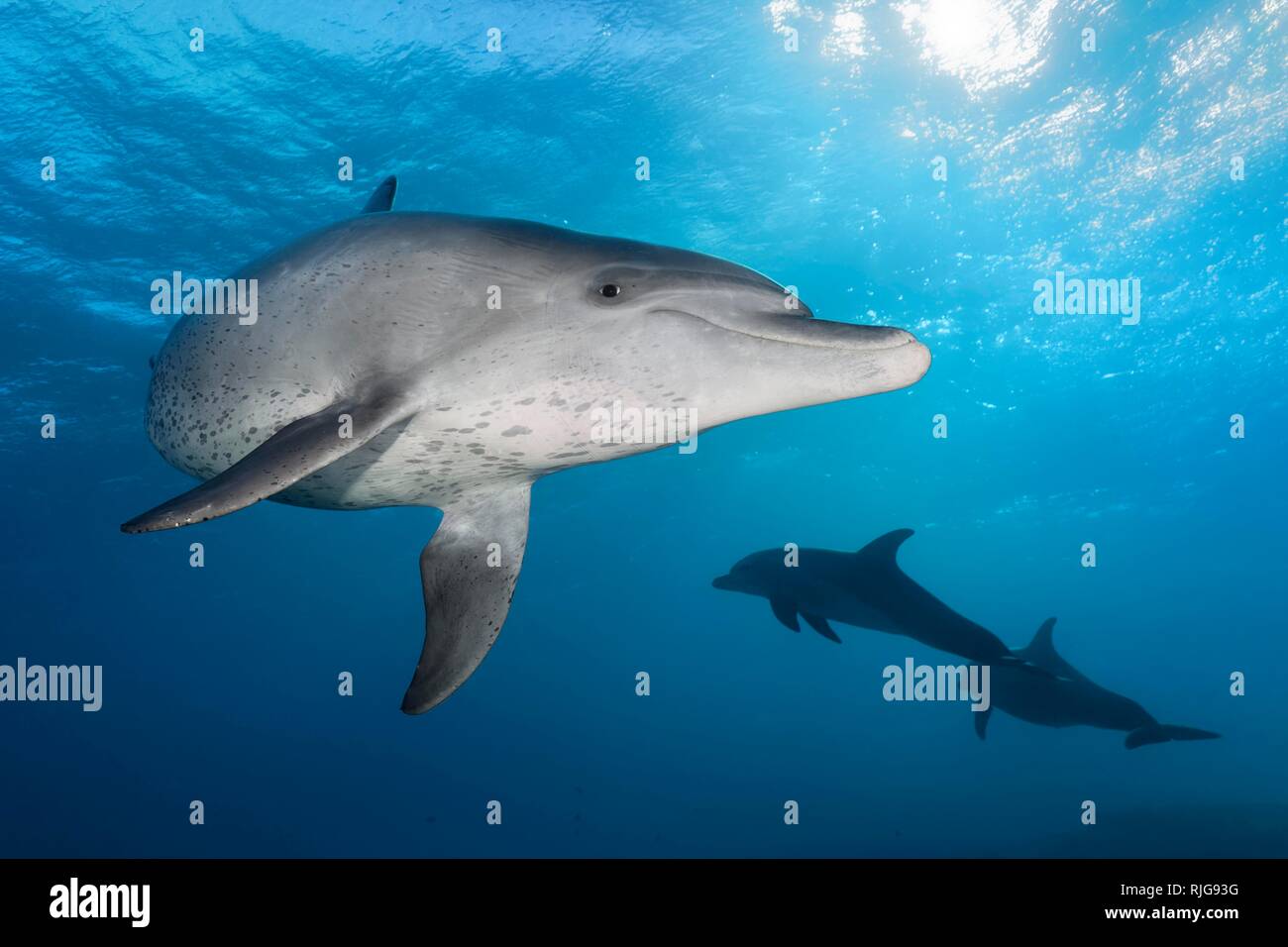 Les grands dauphins (Tursiops truncatus), homme, sous l'eau en surface, le contre-jour du soleil, mer Rouge, Egypte Banque D'Images