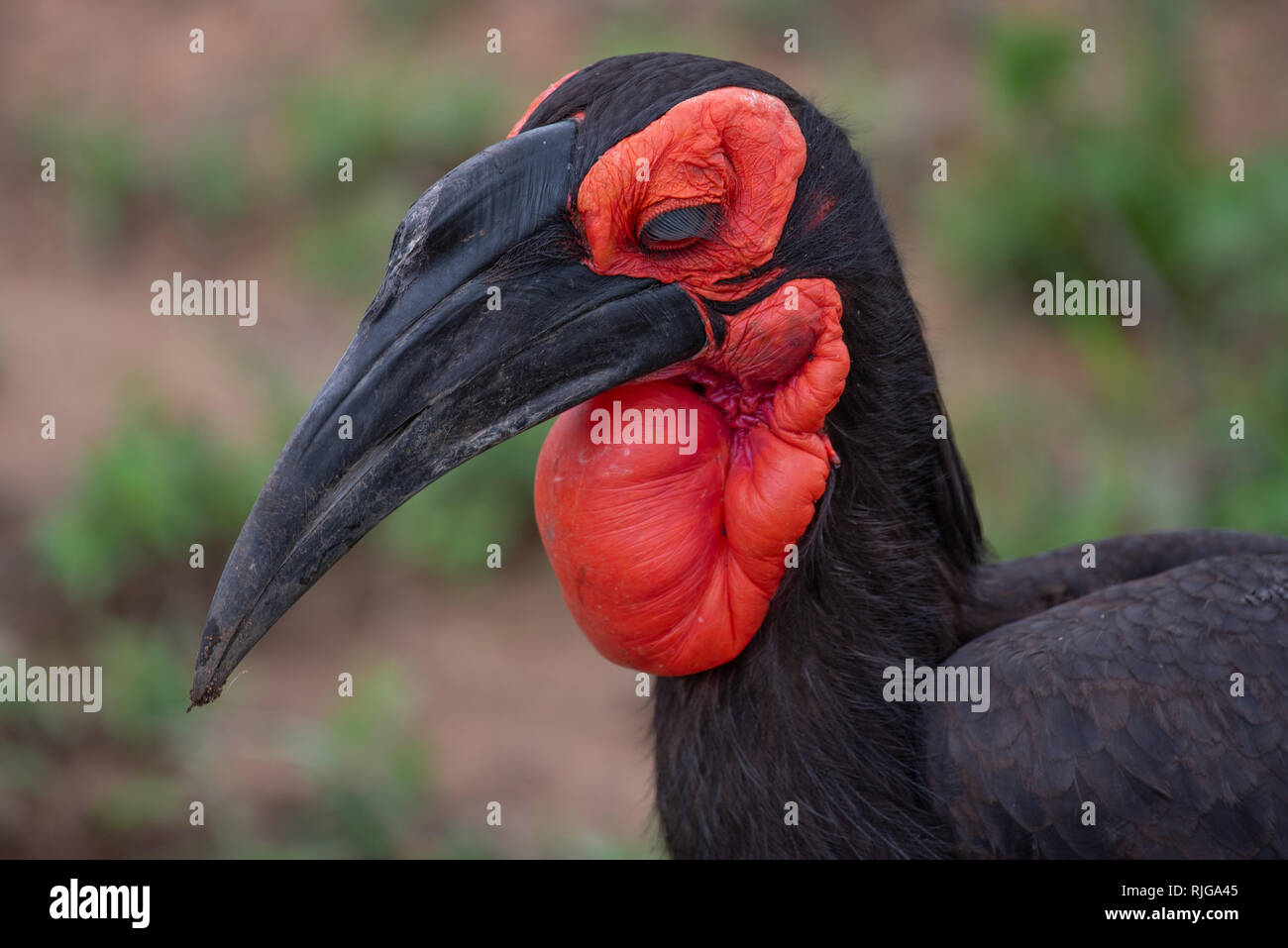 Un calao terrestre du sud-il avec son plumage brun et rouge vif visage et de la gorge dans le Parc National Kruger, Afrique du Sud. Banque D'Images