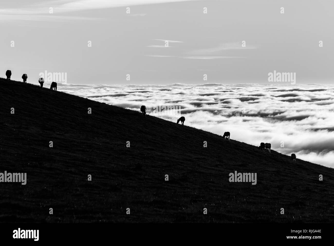 Silhouettes des chevaux sur une montagne sur une mer de brume Banque D'Images