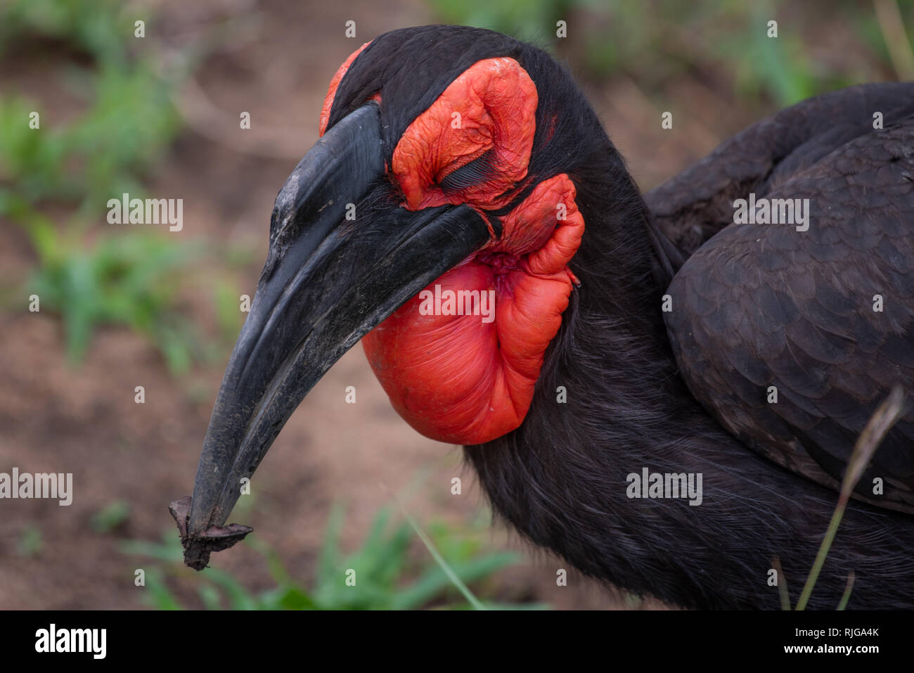 Un calao terrestre du sud-il avec son plumage brun et rouge vif visage et de la gorge dans le Parc National Kruger, Afrique du Sud. Banque D'Images