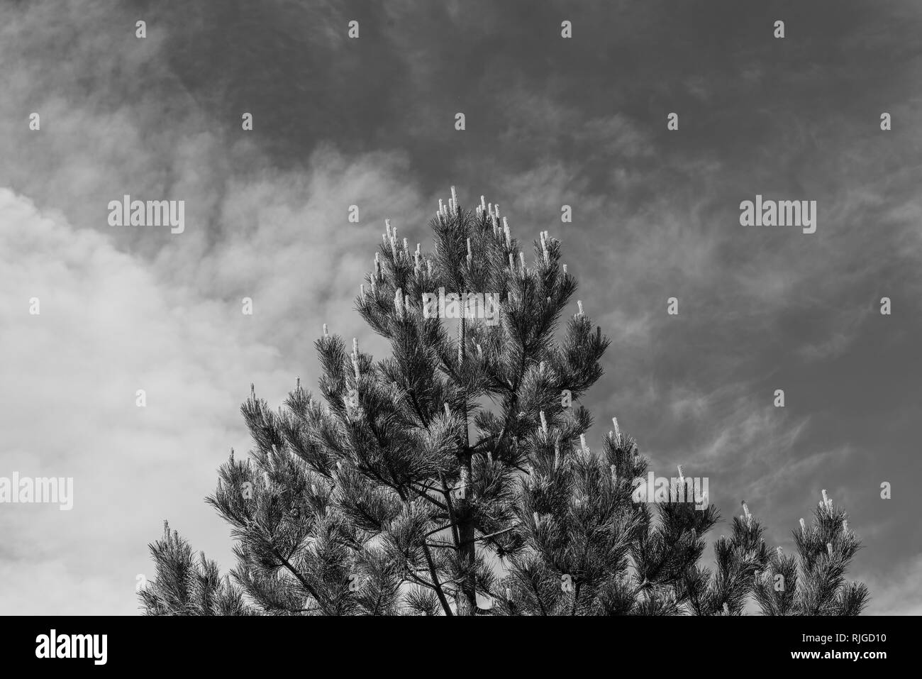 Pin majestueux avec des cônes de roulement-pollen au début du printemps avec ciel nuageux dans l'arrière-plan noir et blanc Banque D'Images