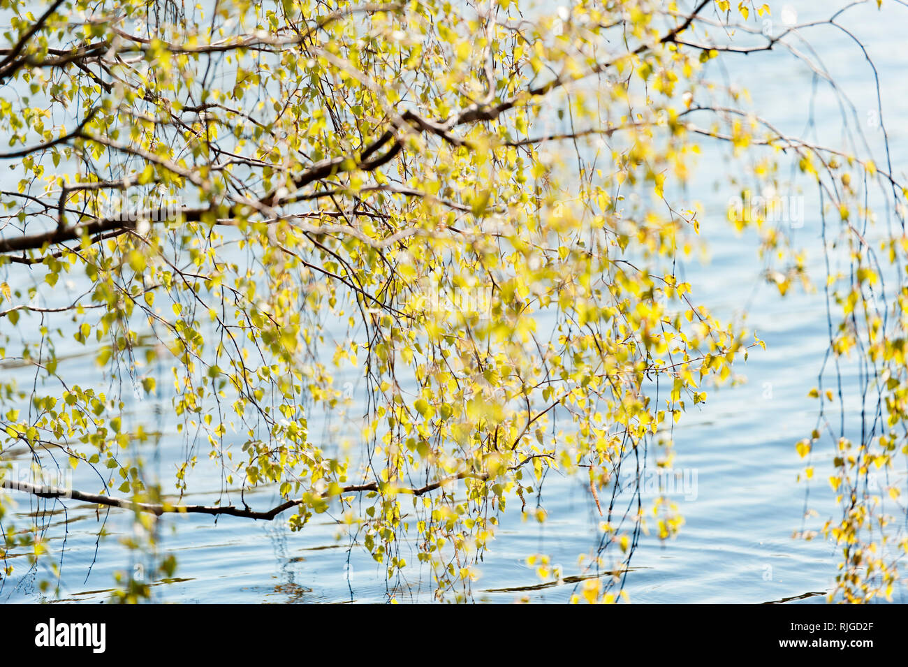 Feuilles sur l'eau contre la direction générale Banque D'Images