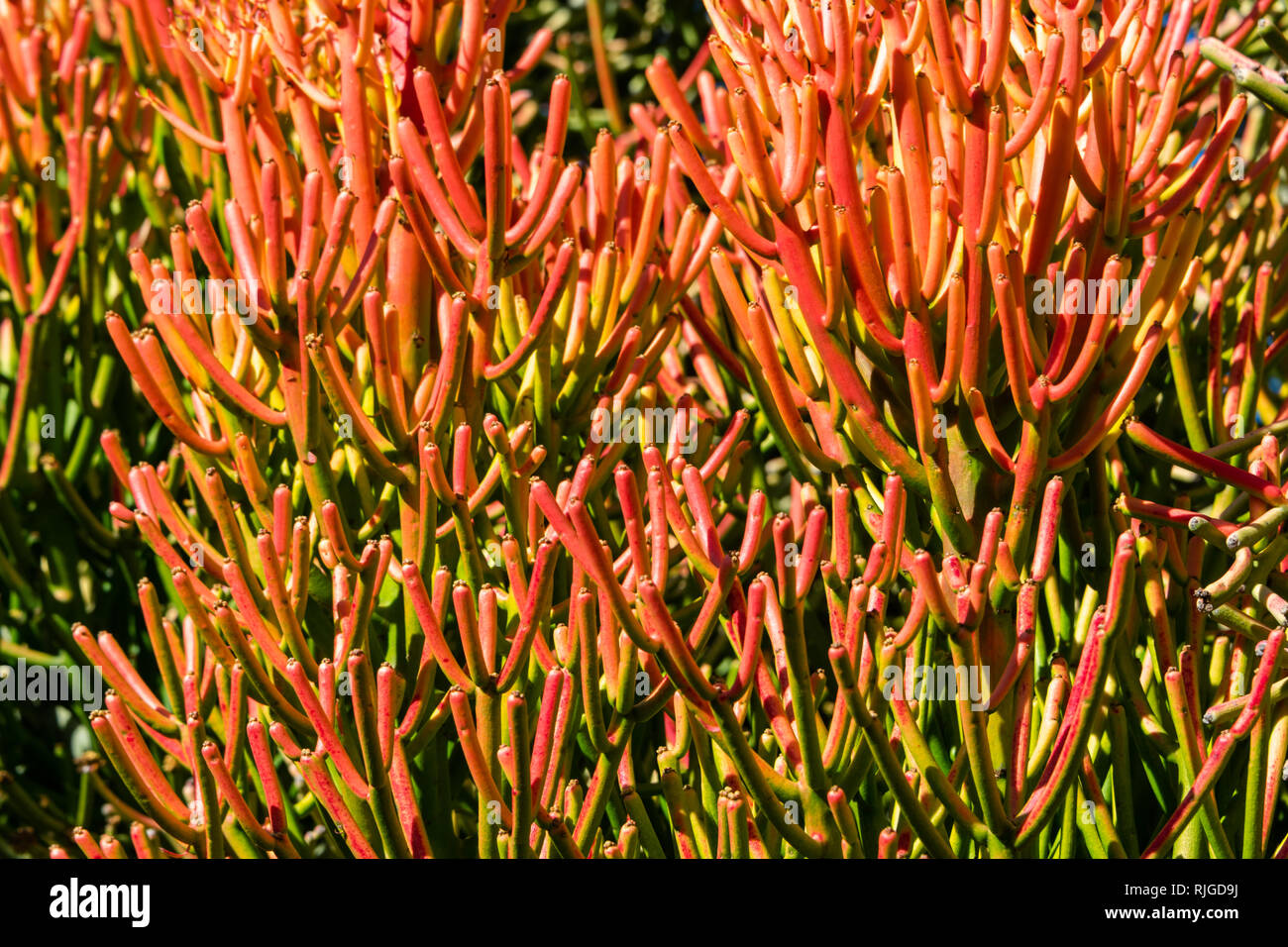 Crayon rouge arbre (Euphorbia tirucalli) bright orange corail-comme des feuilles - libre de droit d'arrière-plan Banque D'Images