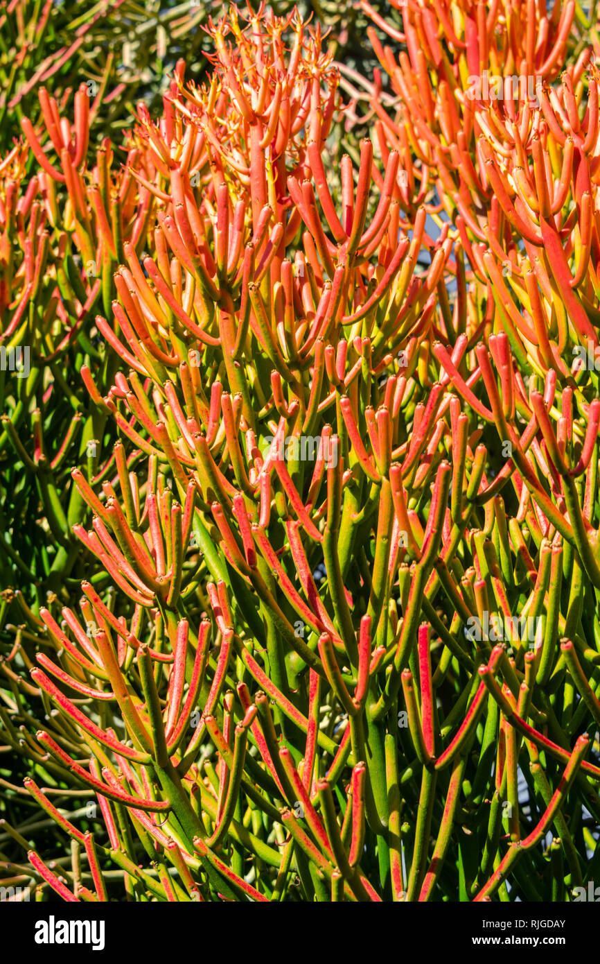 Crayon rouge arbre (Euphorbia tirucalli) bright orange corail-comme des feuilles - libre de l'image d'arrière-plan , orientation verticale Banque D'Images