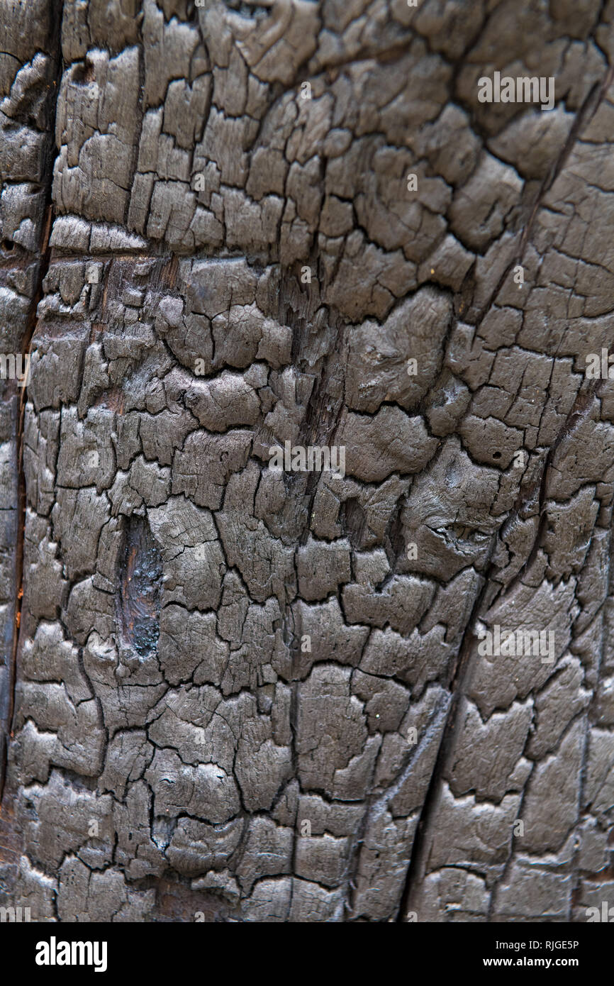 Tronc de l'arbre brûlé, gros plan sur la texture en bois Banque D'Images