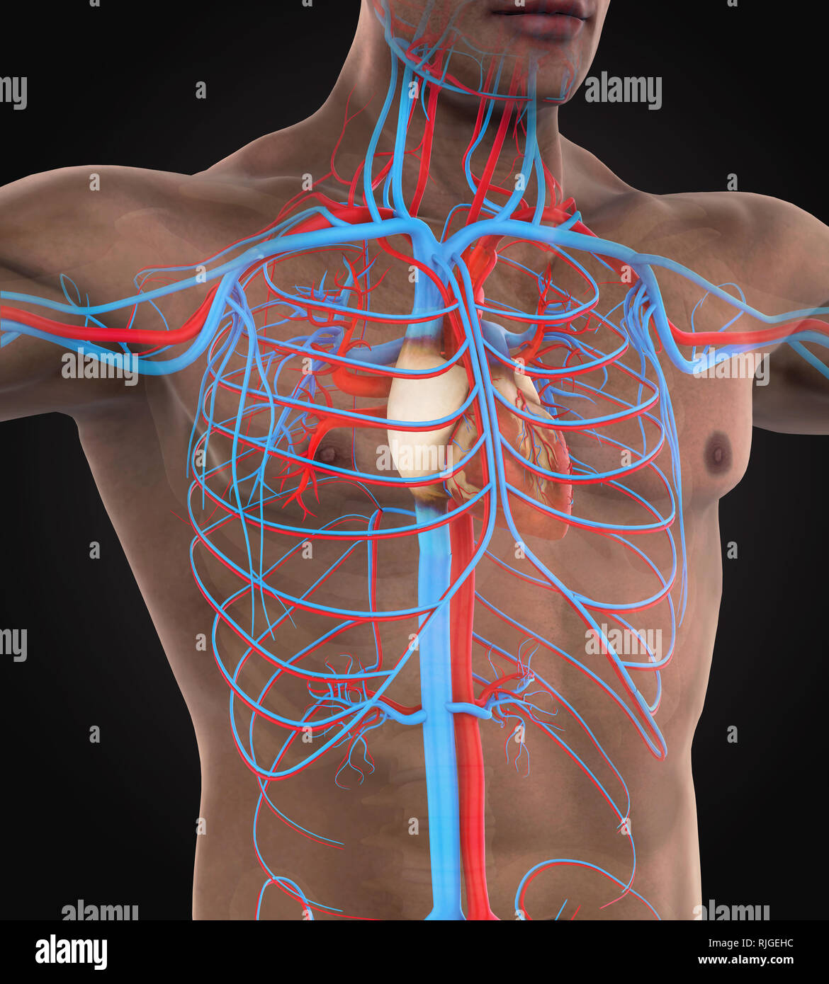 Les droits de l'appareil circulatoire Illustration Banque D'Images