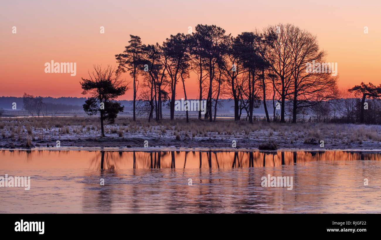 Scène des terres humides avec des rangées d'arbres et de couleur rouge, sunrise Turnhoutse Vennen, Flandre, Belgique. Banque D'Images