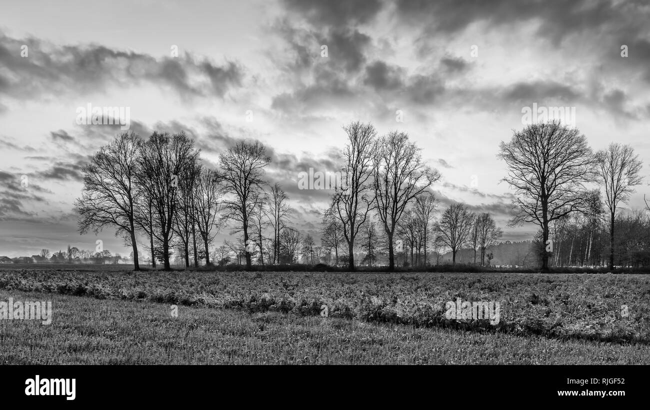 Paysage rural avec des rangées d'arbres et d'un beau coucher du soleil, Weelde, Belgique. Banque D'Images