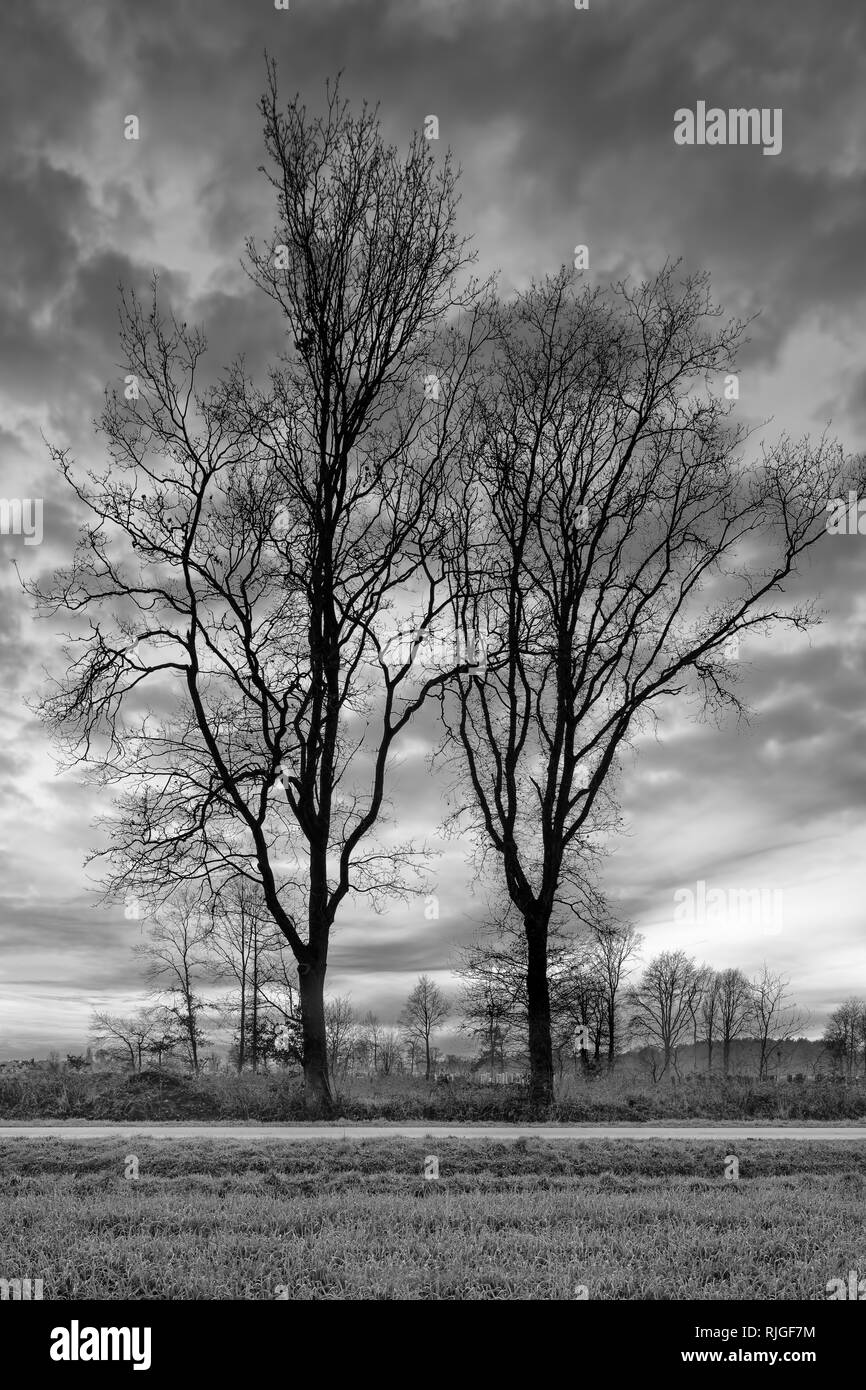Paysage rural avec des rangées d'arbres et d'un beau coucher du soleil, Weelde, Belgique. Banque D'Images