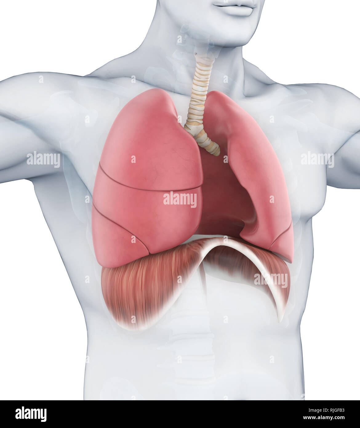 Illustration du système respiratoire humain Banque D'Images