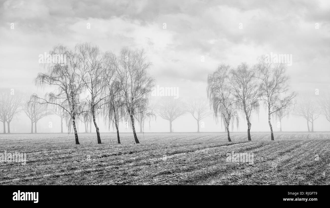 Paysage agricole Misty avec de beaux arbres en forme dans un champ gelé, Ravels, Flandre, Belgique. Banque D'Images