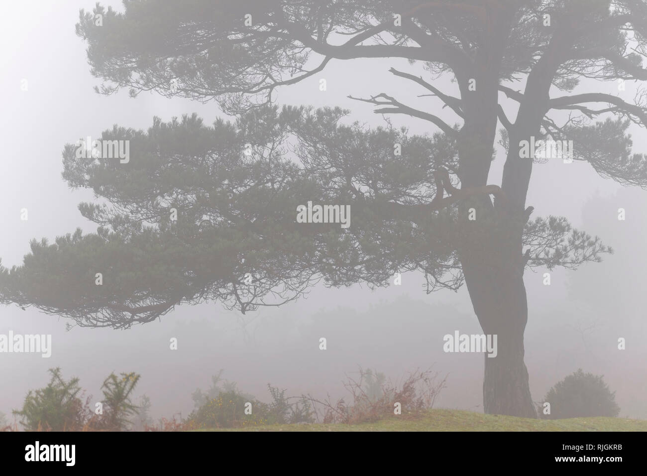 Lone Pine Tree un scot à Bratley vue dans le parc national New Forest dans le Hampshire Banque D'Images