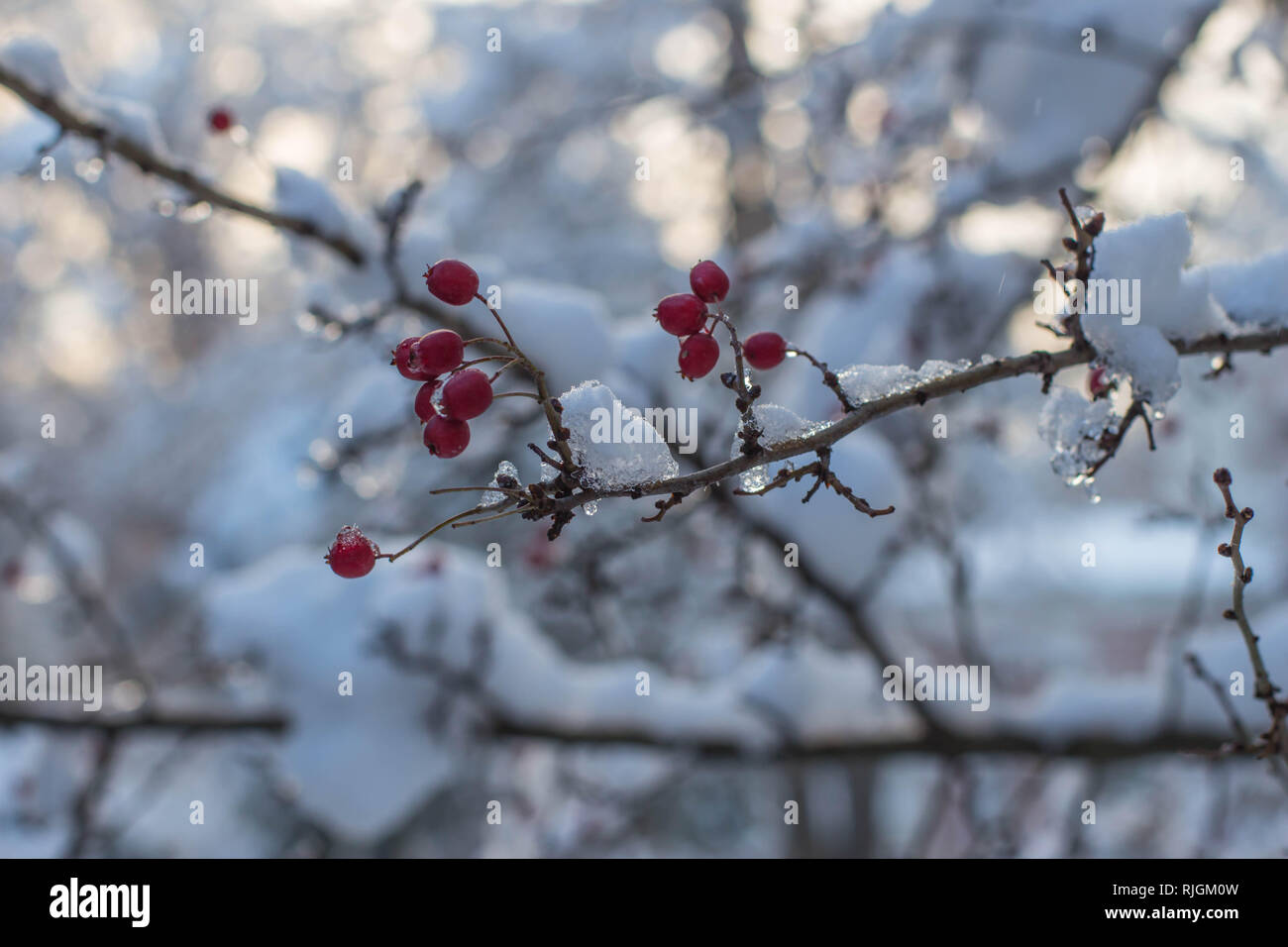 Branche avec des fruits rouges de Crataegus hawberry dans le parc de Belgrade Serbie Banque D'Images