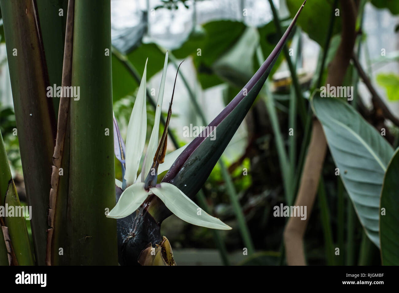 Seule Fleur Blanche Doiseau De Paradis Géant Strelitzia