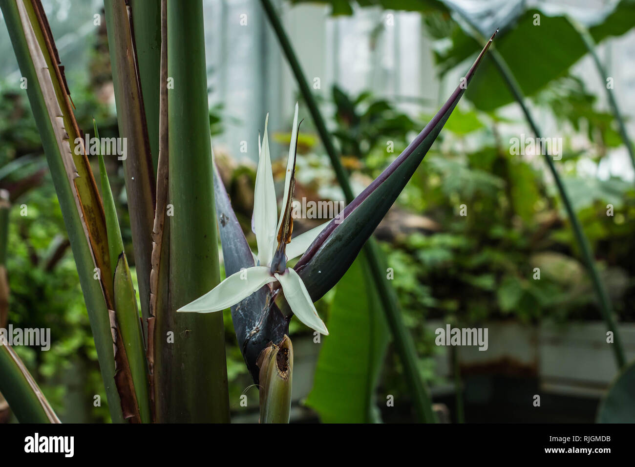 Seule Fleur Blanche Doiseau De Paradis Géant Strelitzia