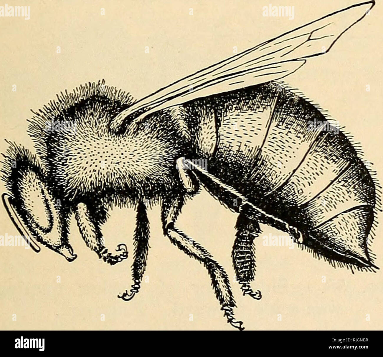 . L'apiculture ; une analyse de la vie de l'abeille et de la production de miel. La culture de l'abeille ; le miel. Fig. 55. - Vue ventrale de travailleur re- déménagement wax-échelle. Grande. la bonne position et de la forme. En dépit du nombre d'abeilles à l'œuvre dans le bâtiment, la cire est lissée rapidement dans sa forme définitive, de devenir une partie de l'appareil. Dreylingx a montré que les abeilles ouvrières vient de sortir dans les cellules de la cire glandes ne sont pas entièrement développés et que comme le travailleur vieillit les cellules s'allongent. Que l'abeille age, toutefois, ces cellules diminuer et degen générer. Ces résultats appuient pleinement l'obser Banque D'Images