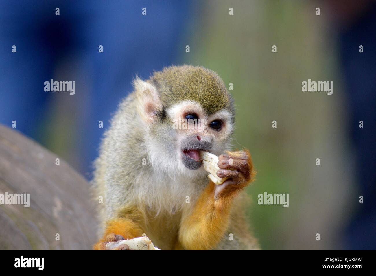 Singe écureuil mangeant Banque D'Images