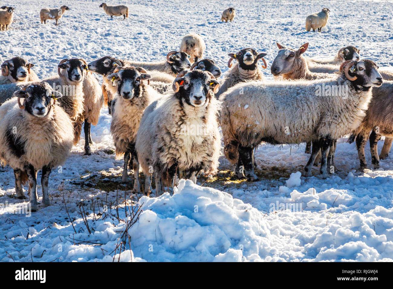 Moutons dans un champ couvert de neige dans le Wiltshire. Banque D'Images