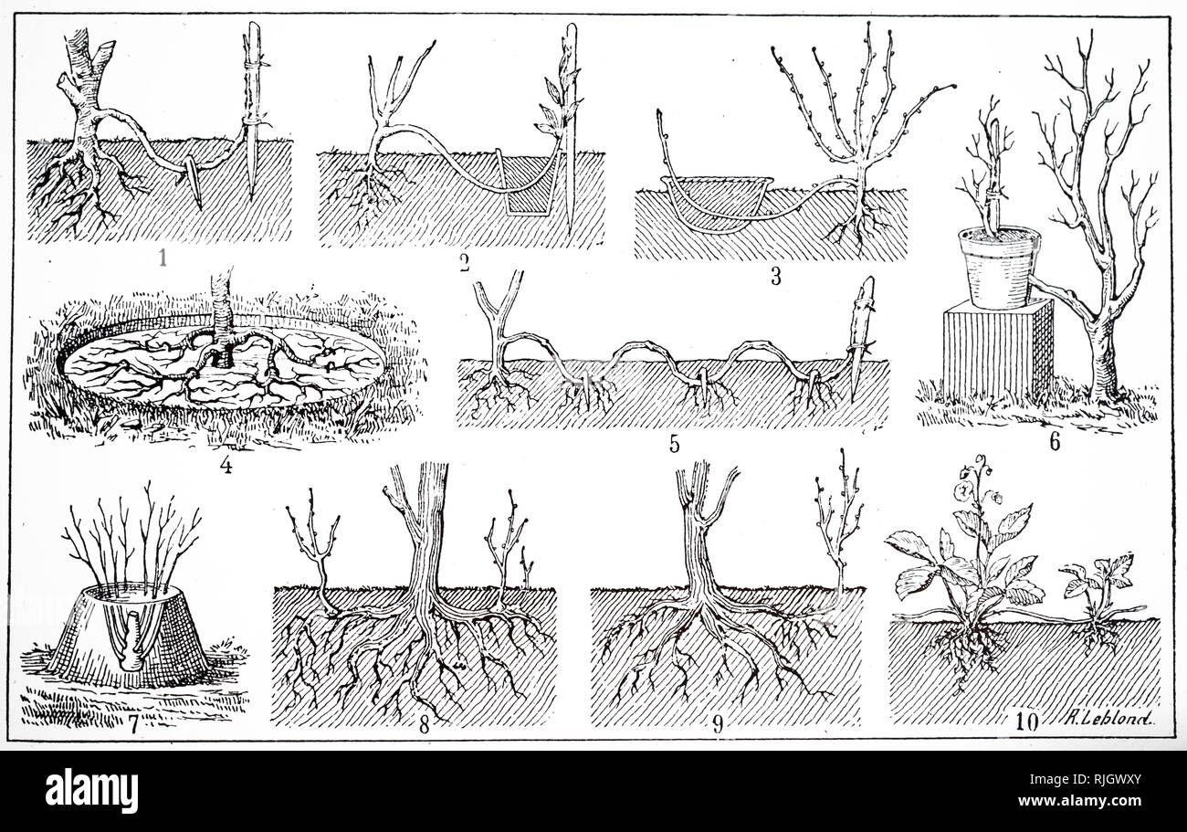 Illustration des méthodes horticoles pour la greffe et les plantes dans les pépinières reproduisant les jardins. Circa 1880 Banque D'Images