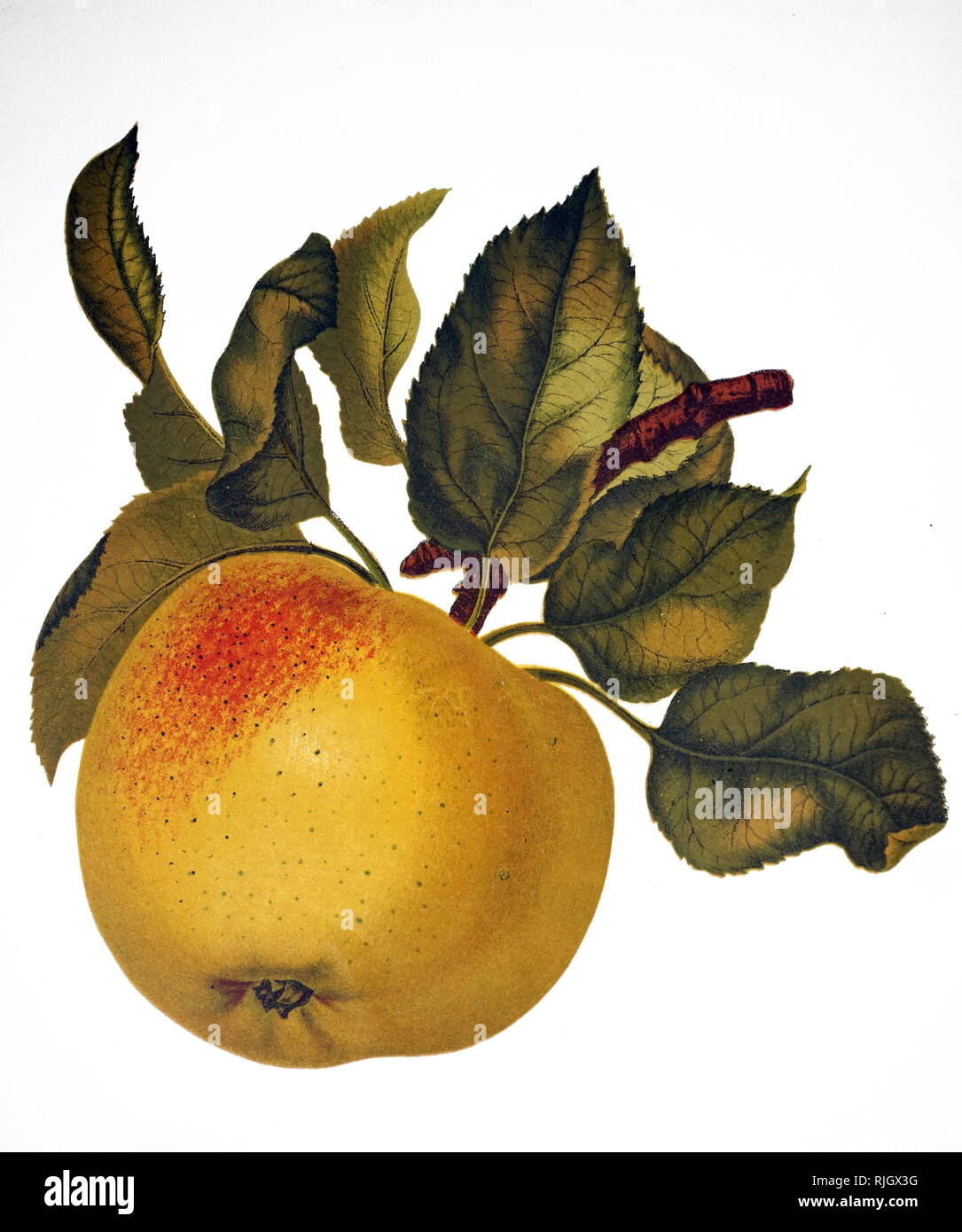 Un tableau représentant le fruit de bael un Indien, également connu sous le nom de Bengal, bael coing, pomme d'or, le japonais de l'orange amère, de la pierre ou du bois d'apple apple, une espèce d'arbre originaire du sous-continent indien et en Asie du sud-est. En date du 19e siècle Banque D'Images