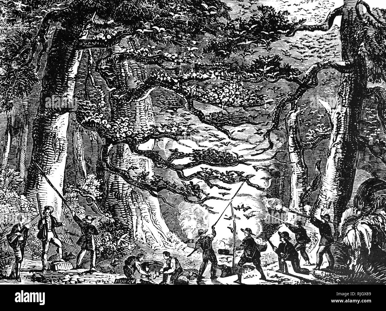 Une gravure illustrant les tourtes de tir des chasseurs. Les chasseurs tuent les oiseaux pendant leur perchaude abondamment dans leur dortoir la nuit. Ces oiseaux ont migré dans leurs millions en Amérique du Nord chaque année, et ils ont été tués en grand nombre. Dans environ 1870, le nombre a chuté de façon spectaculaire, et le dernier de l'espèce d'oiseaux est décédé le 1er septembre 1914 au Zoo de Cincinnati, Ohio. En date du 19e siècle Banque D'Images