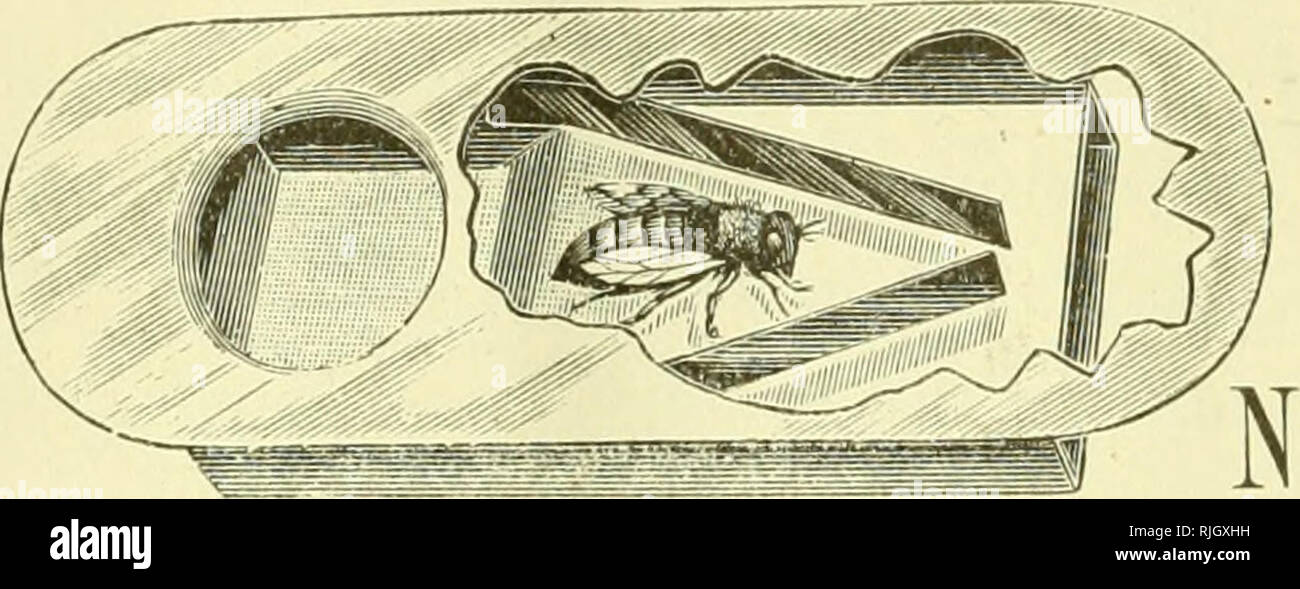 . L'examen des apiculteurs. La culture de l'abeille. 188 L'ABEILLE-KEEPEl ^ ^- LKJ Vous maj' être en mesure d'obtenir. Fournitures à Mais comment fonctionne la fabrication C'ompare avec la nôtre à PRIGES GUT ! Prix de séjour ? Nous recevons tous les jours, non sollicité, témoignages comme le th l'un. I. La racine Co. : ruches Aronde a ordonné de vous il y a quelque temps d'arriver de la Railroad à jour, et ce soir j'ai mis l'un des corps ensemble, et doit sa&gt ; c'était juste fuii. Thosedovtailed » voost pièces étaient der mettre en place." la réalité, tout me semble bien bo d'être meilleur que le catalogue promis ou que je m'attendais. Pour vous tiiank 1 Banque D'Images
