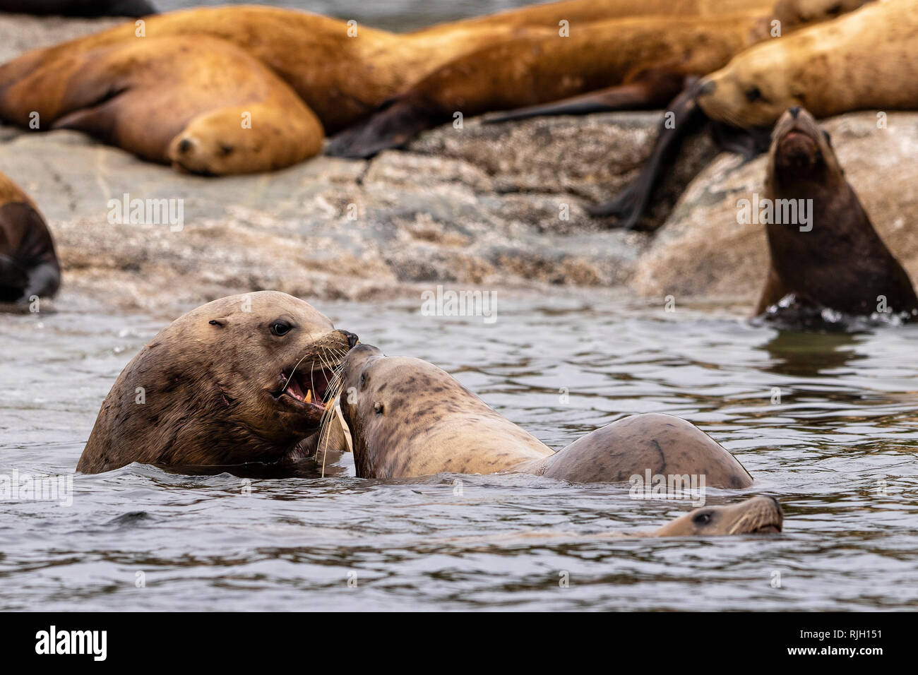 Les lions de mer de Steller défier les uns les autres le long de la forêt du Grand Ours, côte de la Colombie-Britannique, le territoire des Premières Nations, le Canada. Banque D'Images