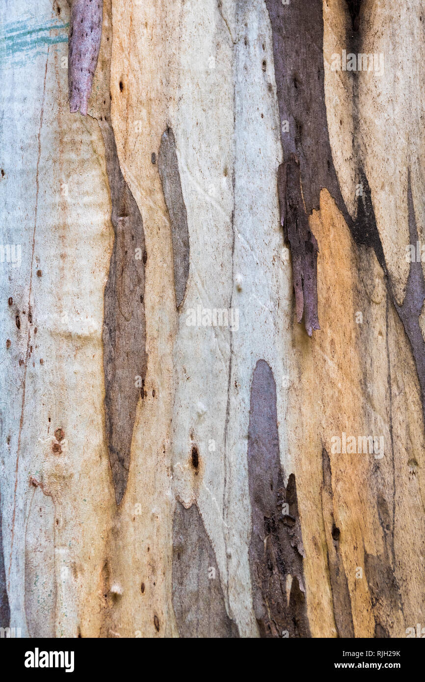 L'écorce des arbres d'eucalyptus, de texture naturelles colorées abstract pattern Banque D'Images