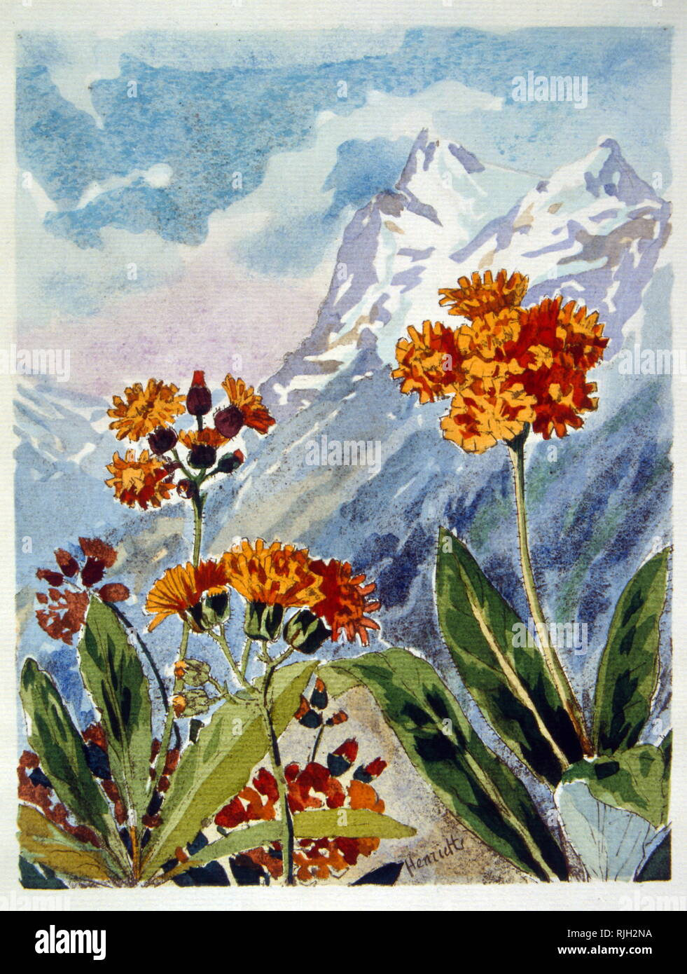 Illustration d'un jaune orange, fleur Alpine, 1928 Banque D'Images