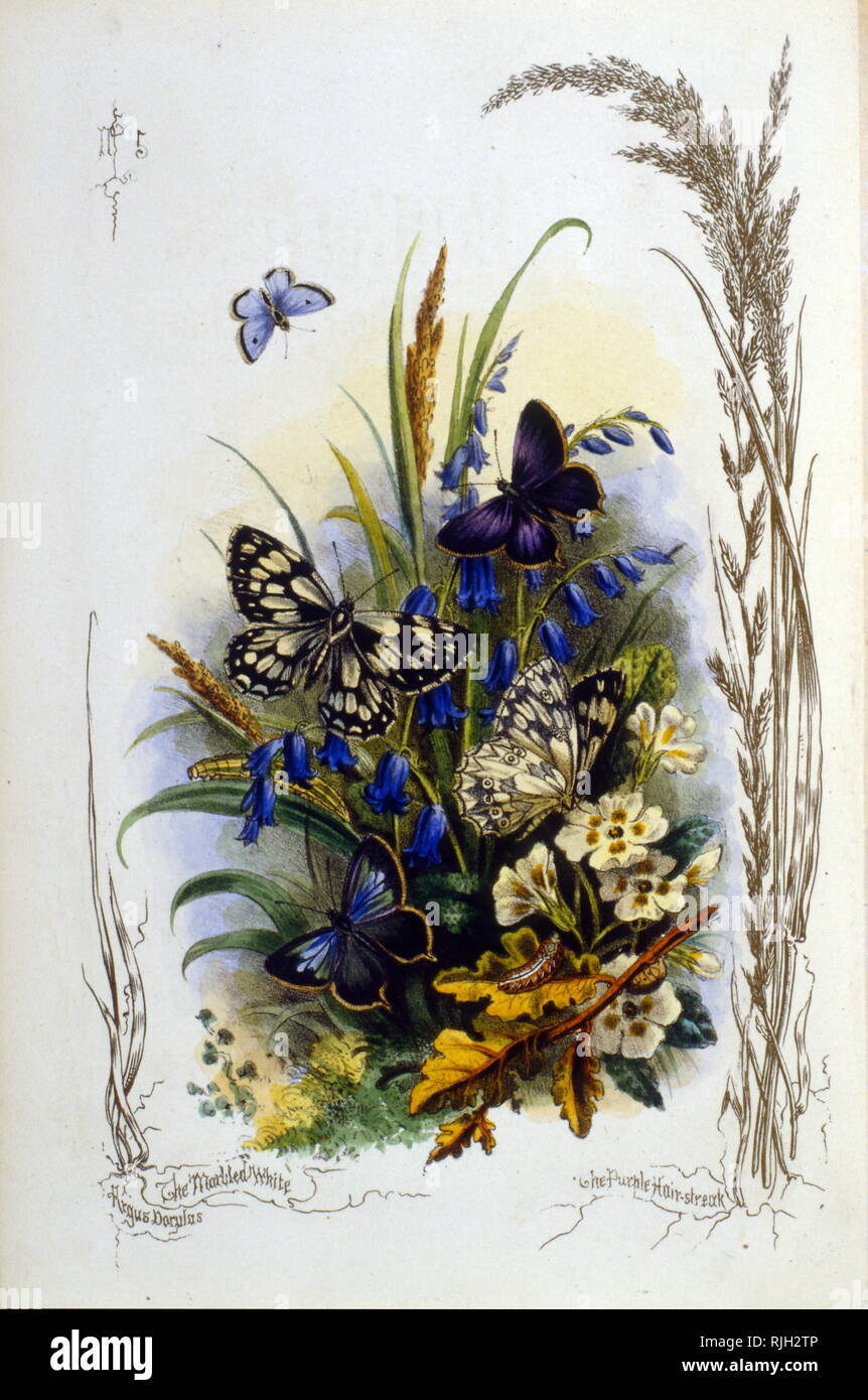 Illustration de divers papillons sur fleurs bleu et jaune 1910 Banque D'Images