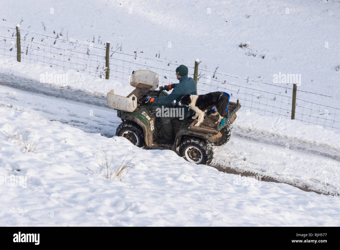 Un paysan sur un quad avec son Border Collie chien sur un matin d'hiver enneigé dans la campagne britannique. Banque D'Images