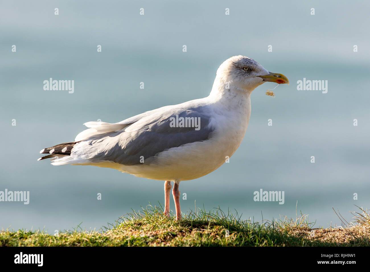 Seagull avec ligne de pêche - déchets de plastique pollution - pris dans son bec défigurées. Banque D'Images