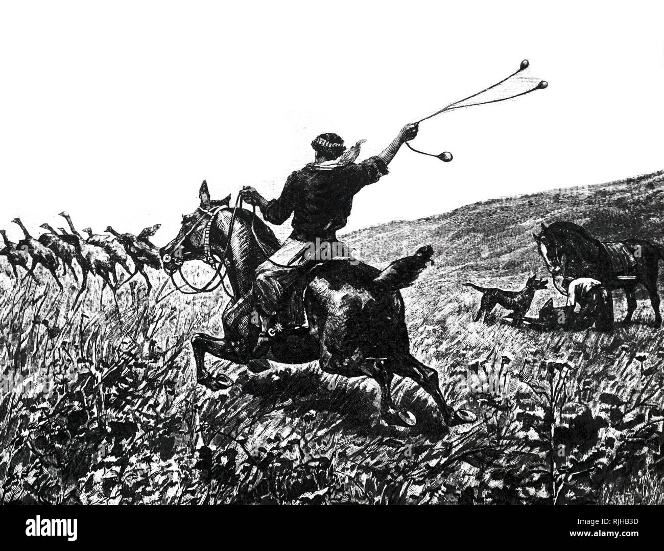 Nandou à la chasse avec bolas Banque de photographies et d'images à haute  résolution - Alamy