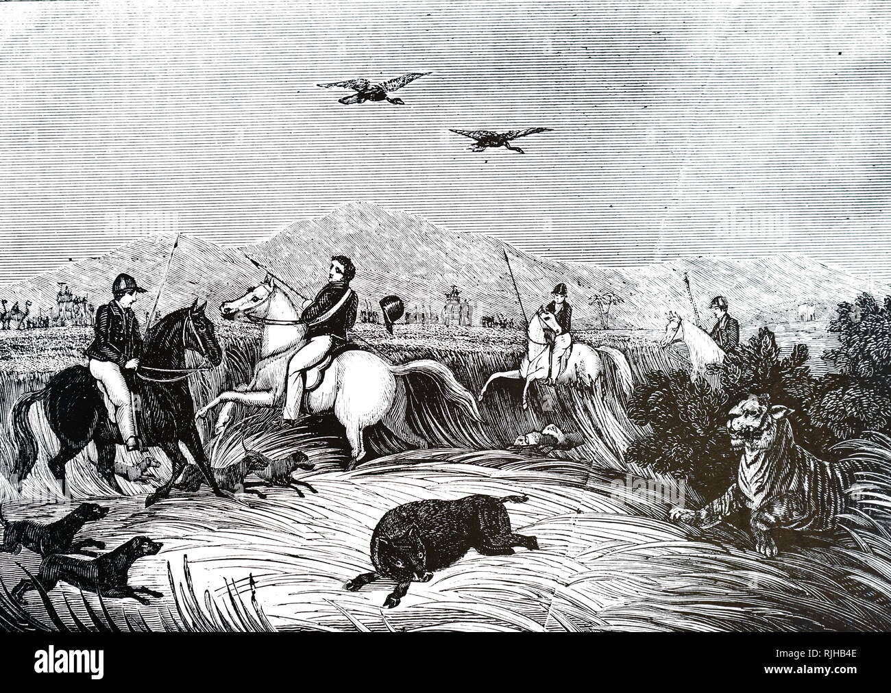 Gravure représentant des autorités coloniales britanniques la chasse un tigre en Inde, vers 1860 Banque D'Images