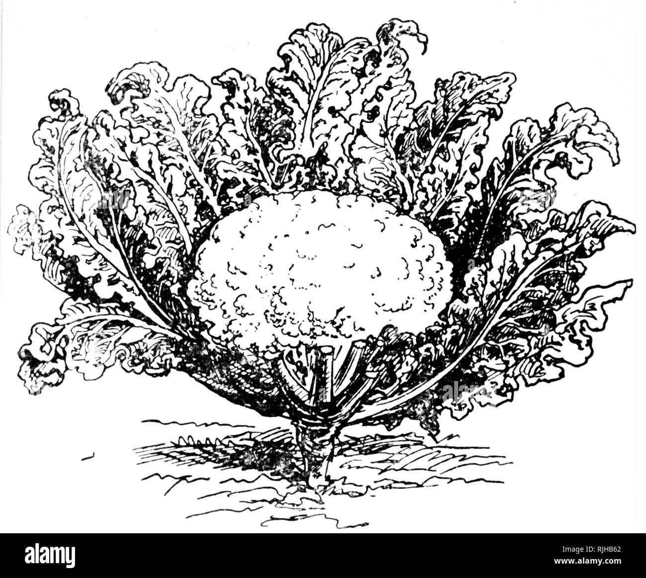 Une gravure représentant un échantillon de chou-fleur une plante annuelle qui se reproduit par graines. En date du 20e siècle Banque D'Images