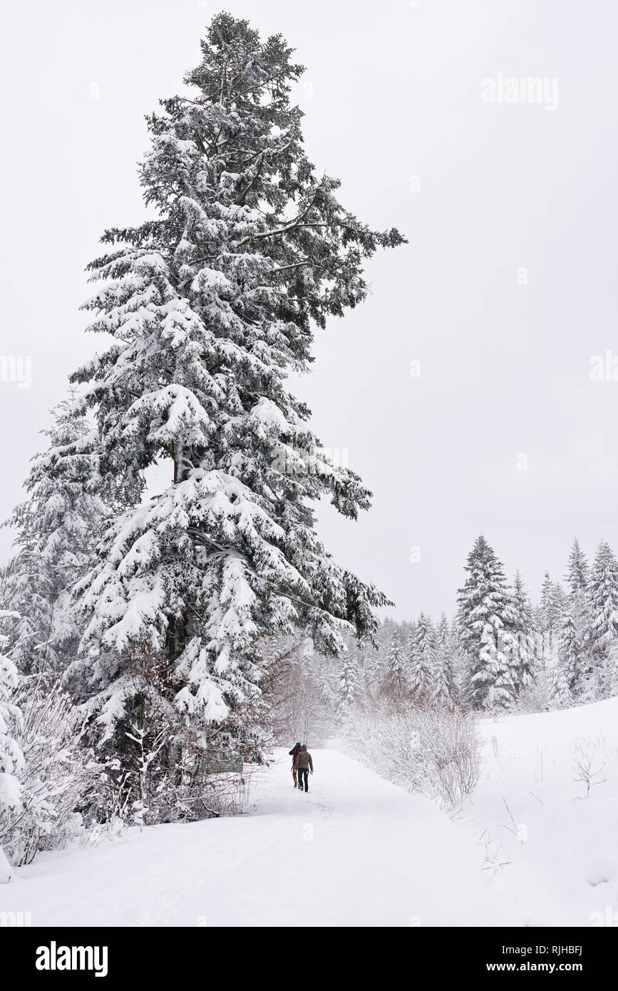 Les amis en randonnée par les arbres couverts de neige en hiver Banque D'Images