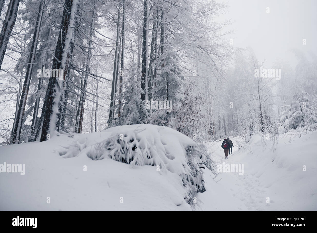 Rétroviseurs d'un couple d'équipement de randonnée en marchant le long d'un chemin forestier avec la neige qui tombe autour d'eux au cours d'une randonnée d'hiver Banque D'Images