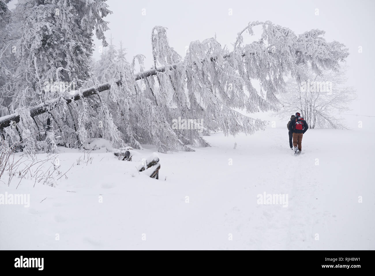 Couple hiking le long d'un sentier de la forêt enneigée en hiver Banque D'Images