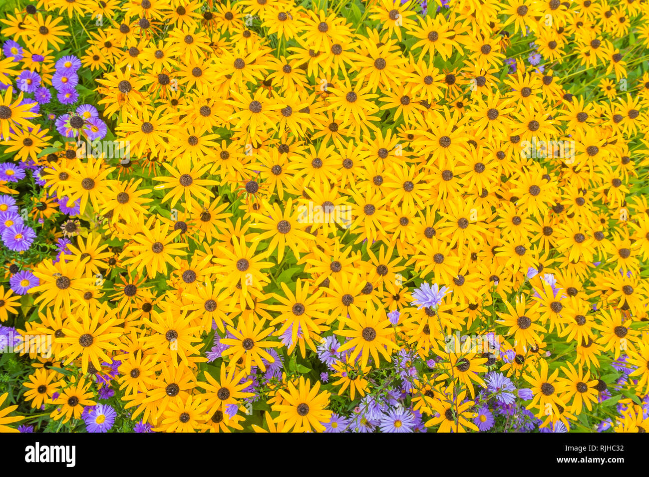 Fleurs bleu et jaune, vue du dessus, Bade-Wurtemberg, Allemagne Banque D'Images