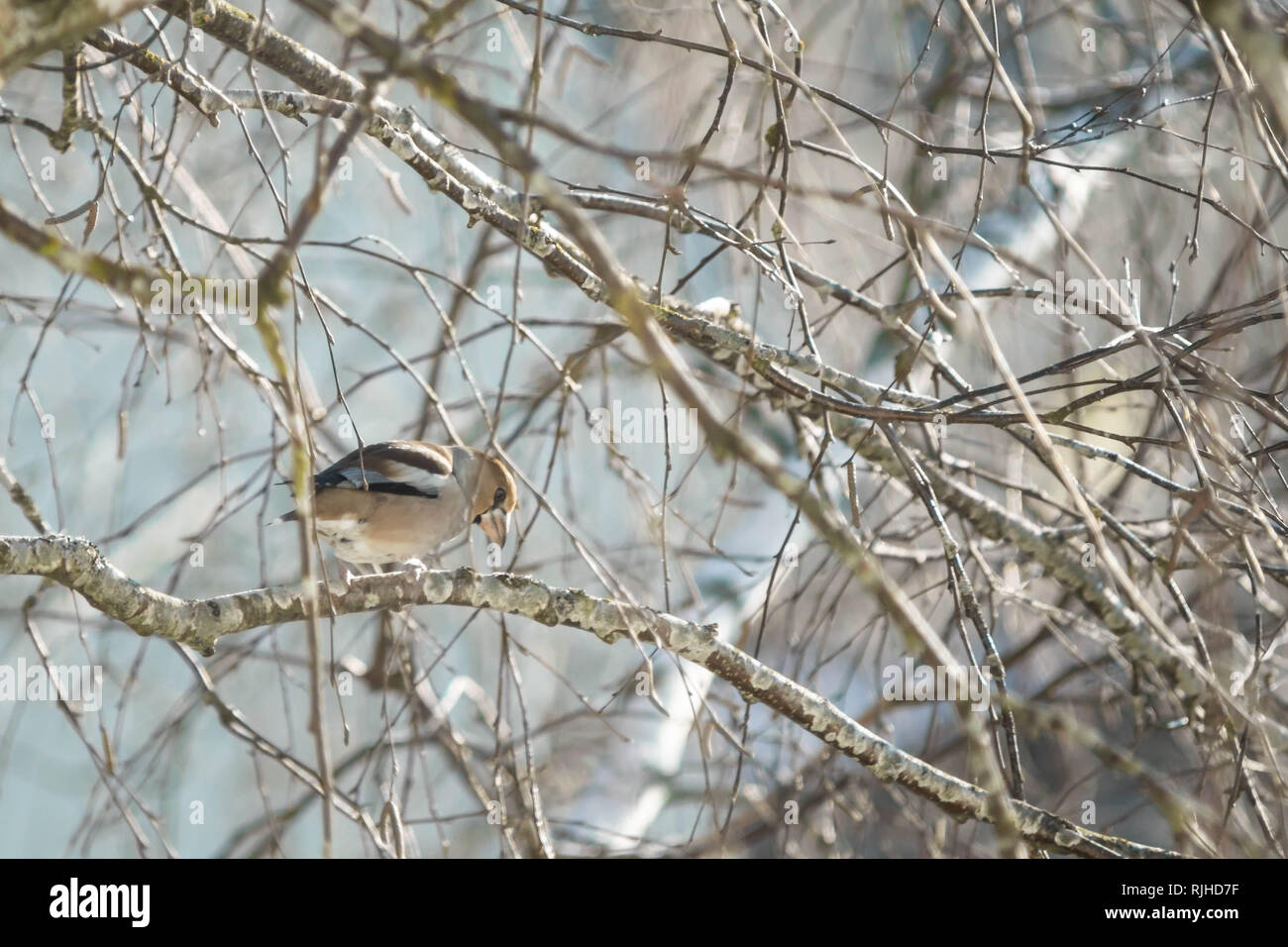 Coccothraustes coccothraustes Hawfinch, assis dans un arbre Banque D'Images