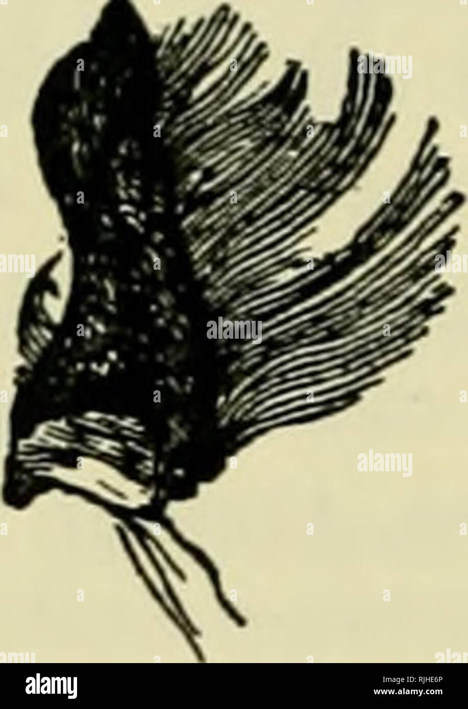 . Le guide de l'apiculteur : manuel, ou du rucher. Les abeilles. . Veuillez noter que ces images sont extraites de la page numérisée des images qui peuvent avoir été retouchées numériquement pour plus de lisibilité - coloration et l'aspect de ces illustrations ne peut pas parfaitement ressembler à l'œuvre originale.. Albert Cook, John, 1842-1916. Chicago : York Banque D'Images