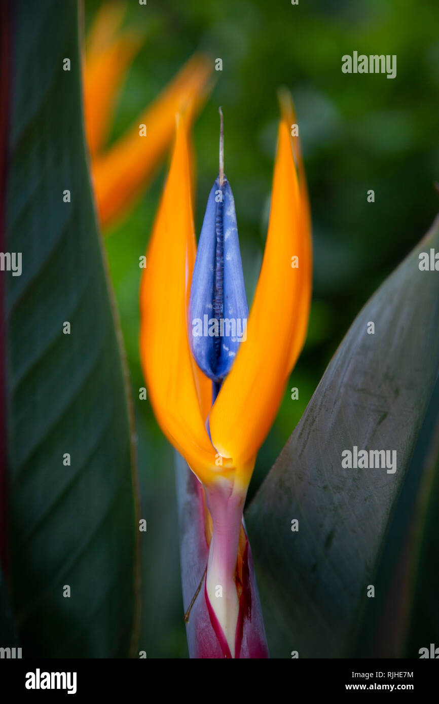 Oiseau de Paradis, plante genre Strelitzia, de la famille des Strelitziaceae, originaire de l'Afrique du Sud Banque D'Images Oiseau de Paradis, plante genre Strelitzia, de la famille des Strelitziaceae, originaire de l'Afrique du Sud Banque D'Images