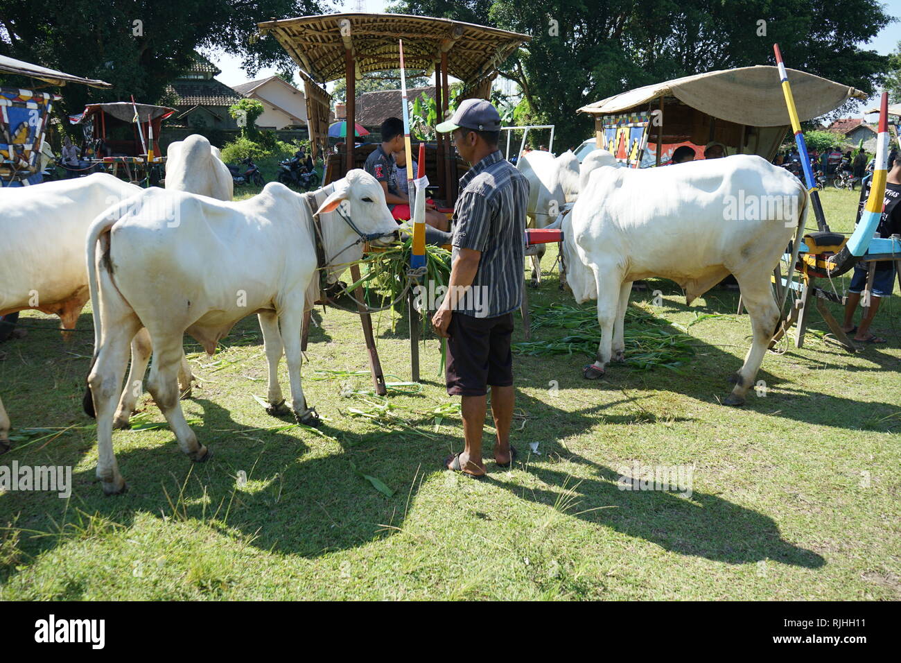 Propriétaire de Sapi, Gerobak panier vache traditionnel javanais se sont réunis à Jangkang marché des animaux, Sleman, Yogyakarta chaque dimanche matin Banque D'Images