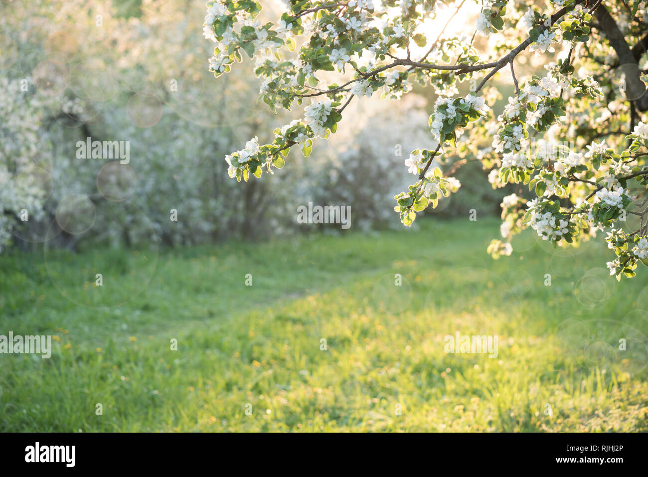 Apple Blossoms plus floue fond nature. Les fleurs du printemps. Arrière-plan flou avec la nature Banque D'Images