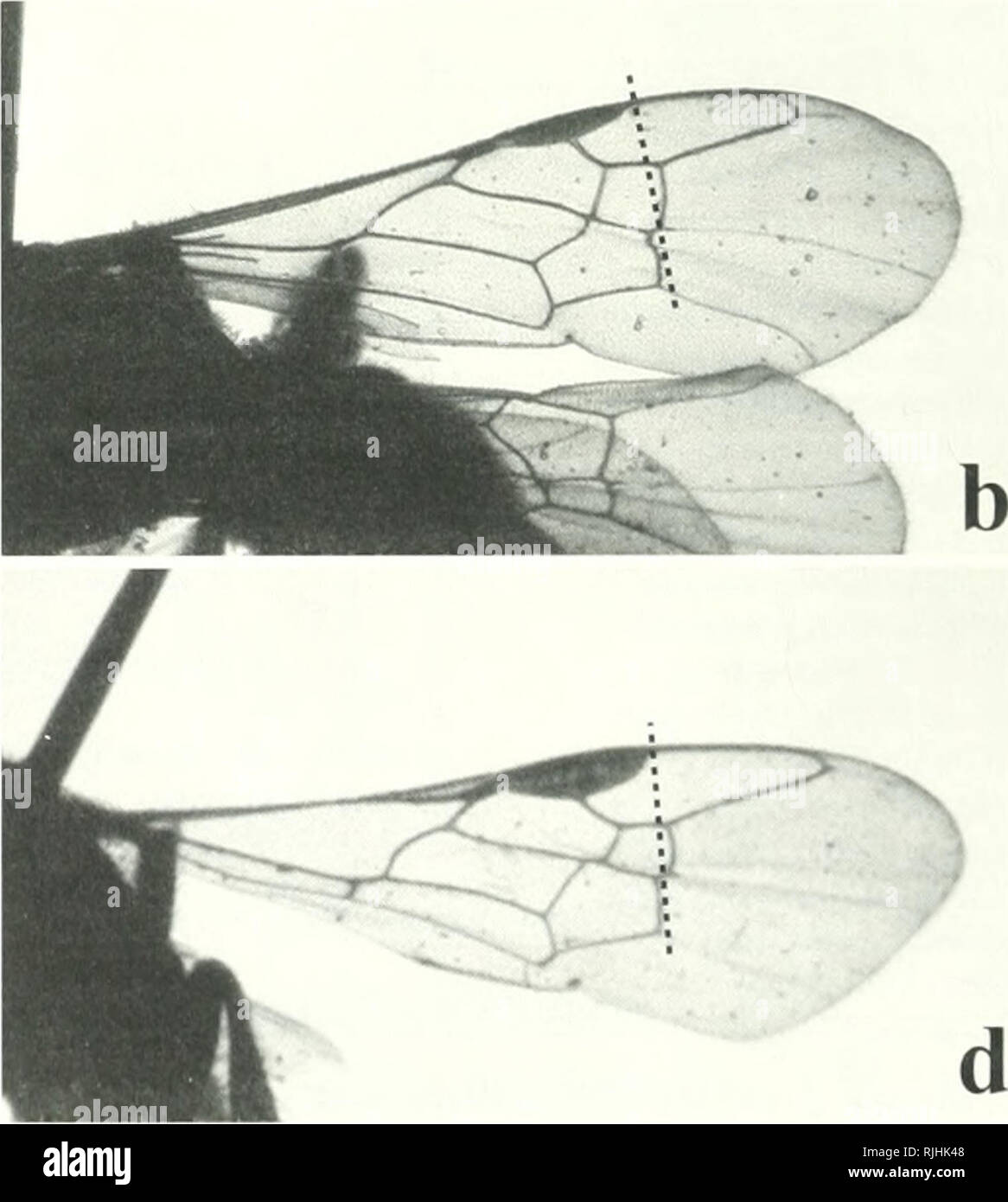 . Le genre d'Chilicola dans les Andes tropicales : avec des observations sur la biologie de nidification et une analyse phylogénétique des sous-genres (Hymenoptera : Colletidae, Xeromelissinae). Chilicola ; Colletidae -- des Andes. Fig. 3. Forewingsof C/"7ico/rt avec perpcndicuLirs indiciitod stigmal distale en lignes brisées, une {Oroniisceli, C.$)espclctiivla paratype ; b, C. (Hi/laeosoma cniici) près de (femelle) ; C, ch. {Hylaeosonia ncquntoriciniis) ; d, C. (Aiiocdixclis xoiitlio^iintlw) paratype. (I'hotus par M. S. Engel.). Veuillez noter que ces images sont extraites de la page numérisée des images qui peuvent avoir été 1 unité centrale numérique Banque D'Images