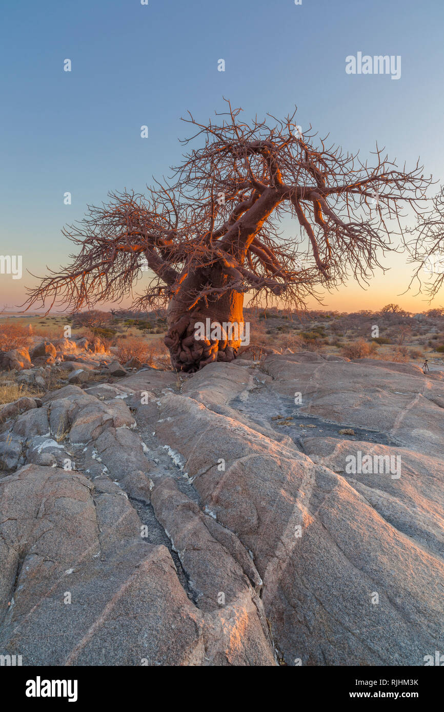 Baobab solitaire et Rock formation Banque D'Images