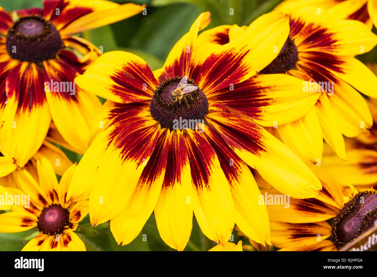 Rudebeckia (Alicia) close-up et en pleine floraison Banque D'Images