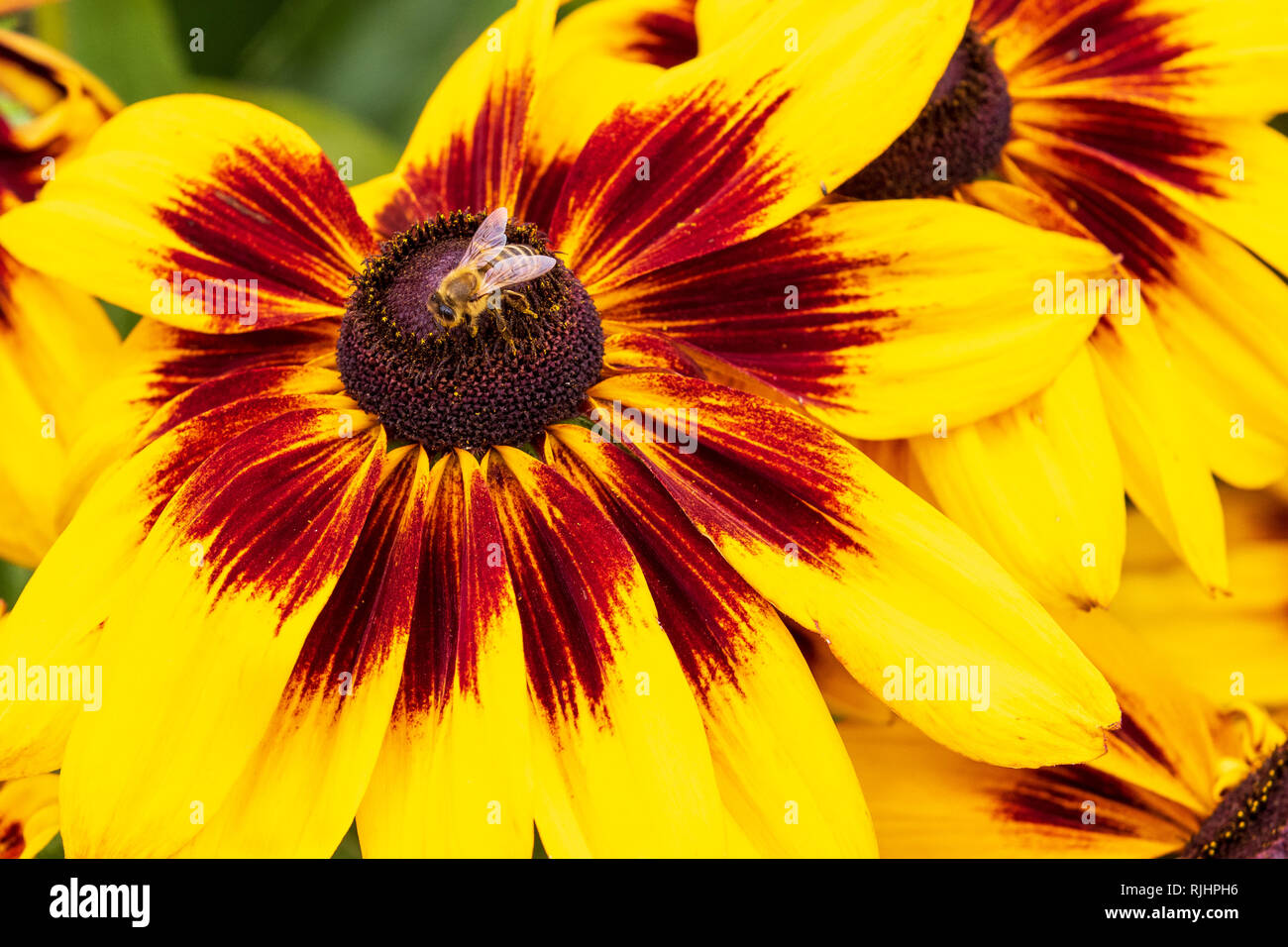 Rudebeckia (Alicia) close-up et en pleine floraison Banque D'Images