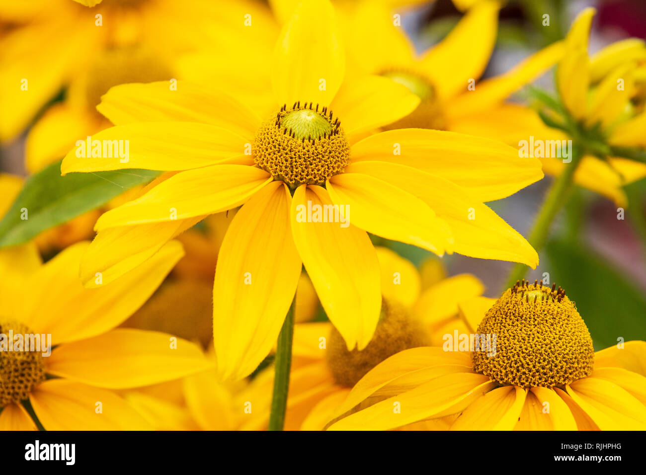 Rudebeckia Sophia (jaune) close-up et en pleine floraison Banque D'Images